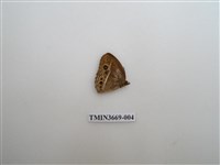 藏品(眼蝶科)的圖片